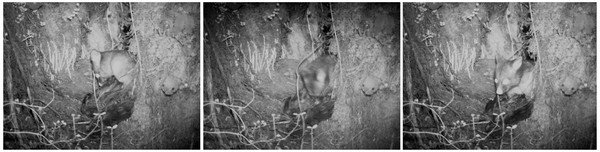 Possum caught eating a young kea in Okarito Forest.